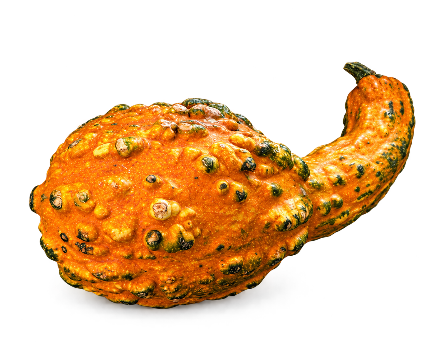 An orange mini gourd with a curved neck, green stem and irregular green and yellow bumps. Its background was removed with AI.